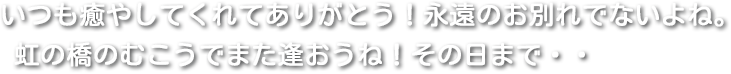 いつも癒やしてくれてありがとう！永遠のお別れでないよね。虹の橋のむこうでまた逢おうね！その日まで・・